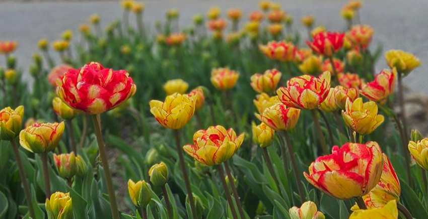 Cvjetanje tulipana i sunovrata